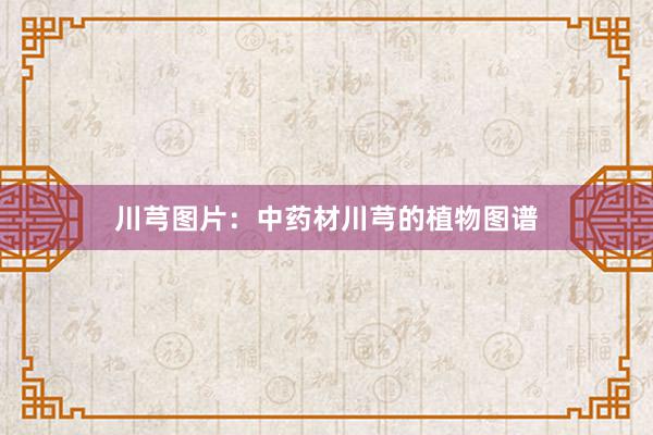 川芎图片：中药材川芎的植物图谱